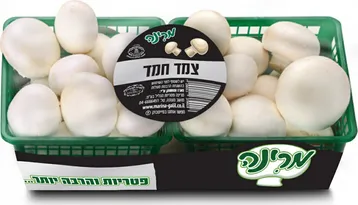 צמד חמד שמפניון